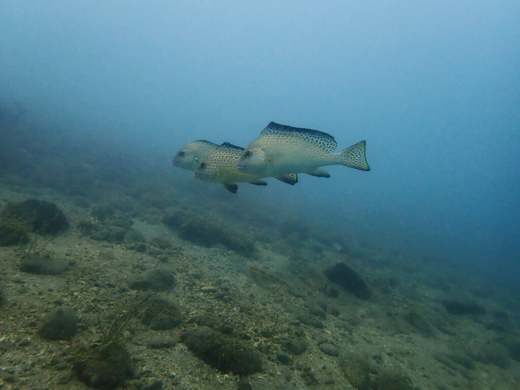 土肥ダイビング　通り崎湾内　通り崎ビーチ　コロダイ未成魚