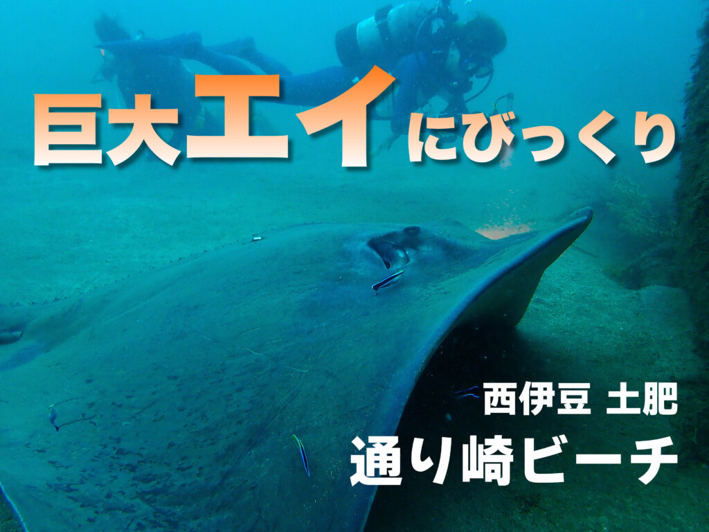 土肥ダイビング　通り崎湾内　通り崎ビーチ　巨大エイ　ホシエイ