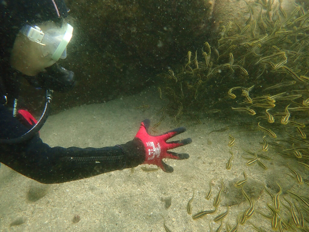 土肥ダイビング 通り崎ビーチ のんびりファミリーダイブ