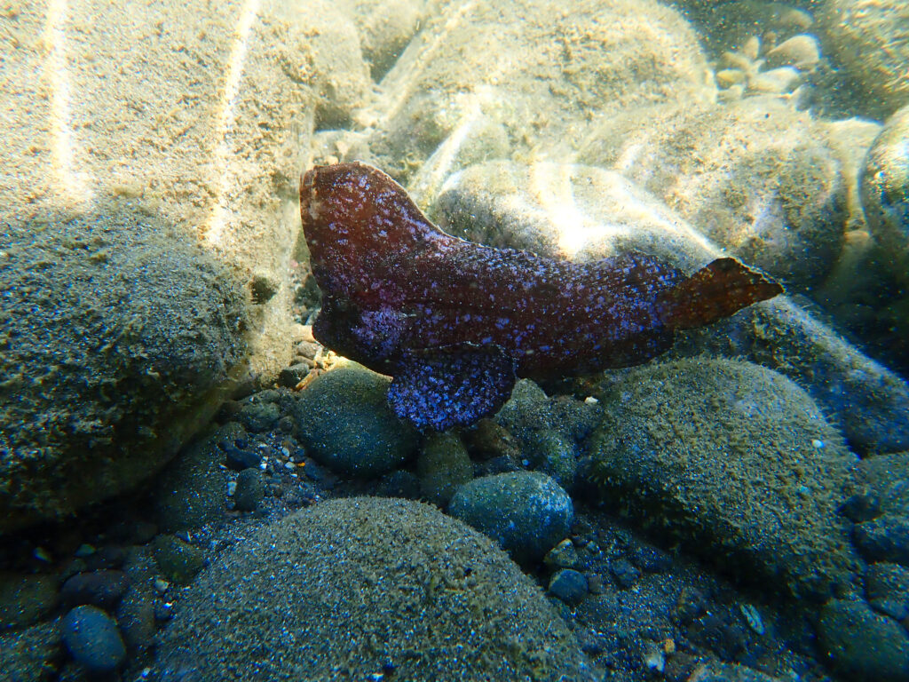 土肥ダイビング 通り崎ビーチ OWコース