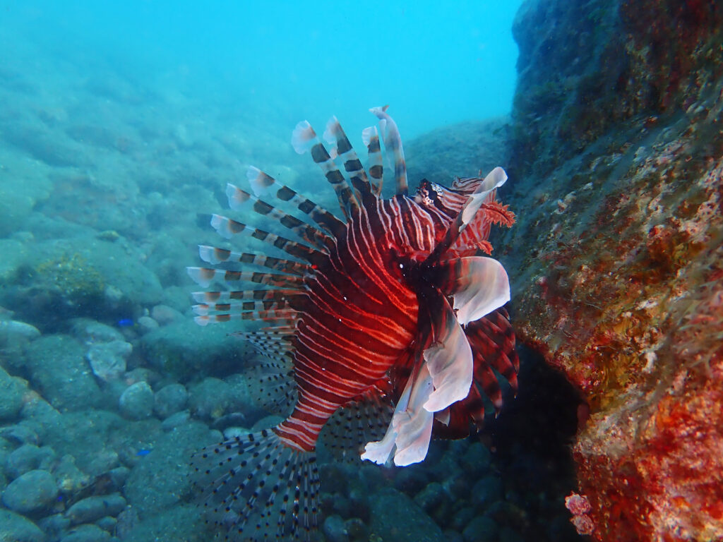 土肥ダイビング 通り崎湾内 OWコース