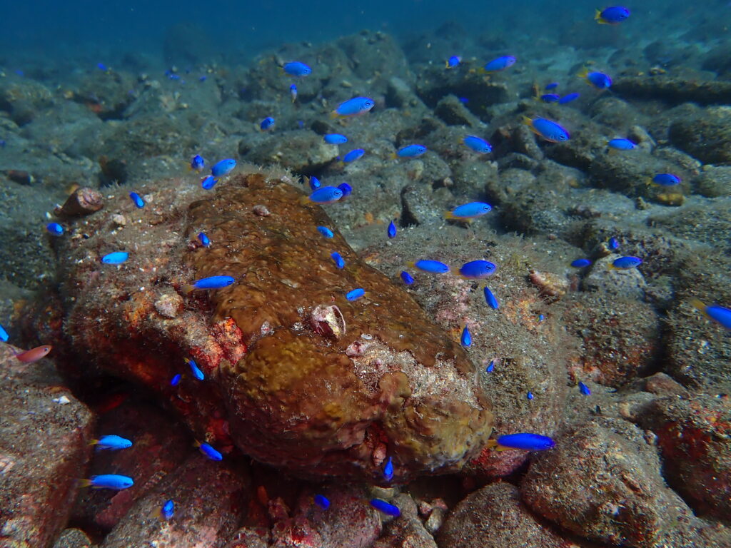 土肥ダイビング　通り崎　通り崎湾内　ソラスズメダイ