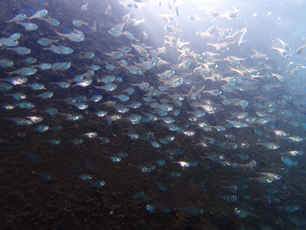 土肥ダイビング 通り崎 通り崎ビーチ ツマグロハタンポ