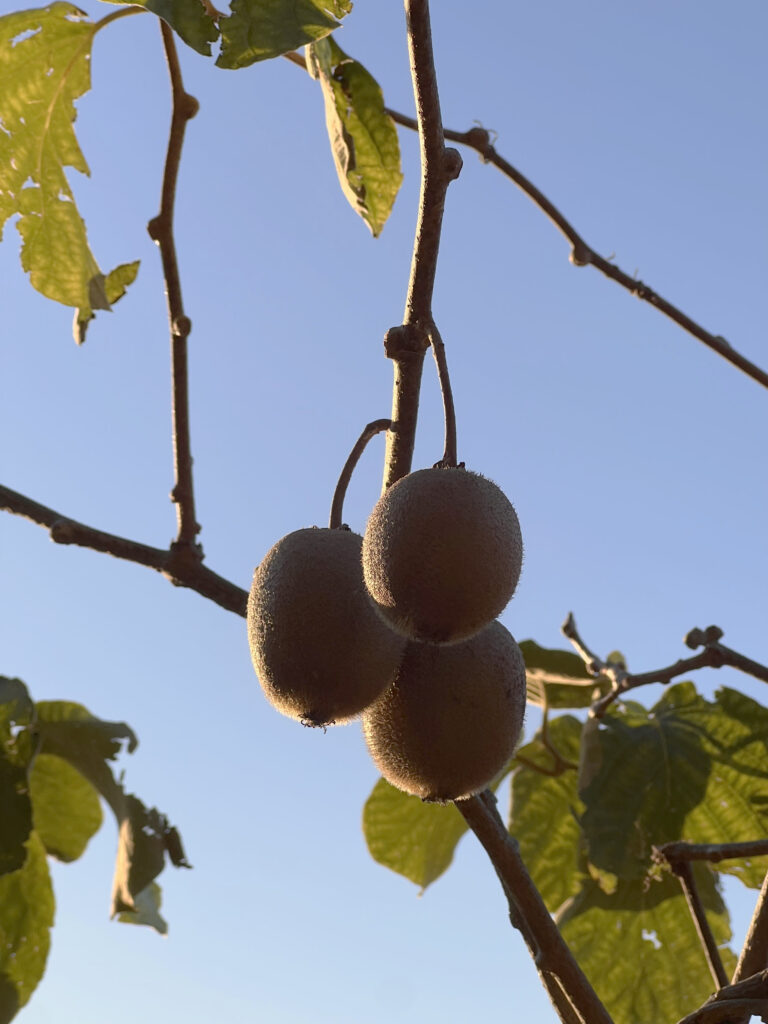 西伊豆八木沢　キウイ棚