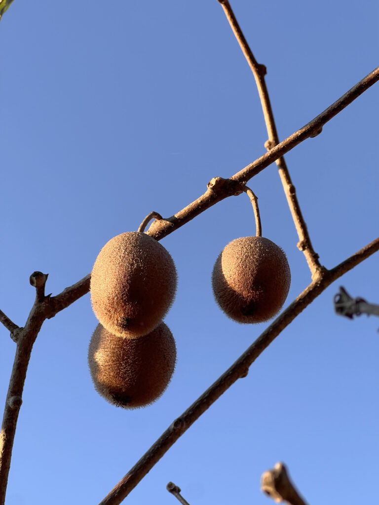西伊豆八木沢　キウイ棚