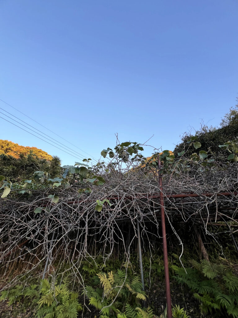 西伊豆八木沢　キウイ棚