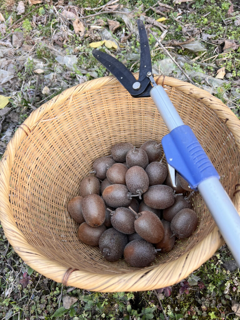西伊豆八木沢　キウイ収穫