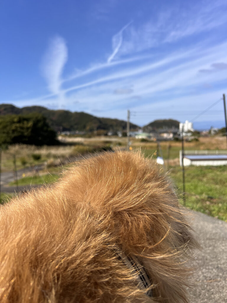 ゴールデンリトリーバー 雷 ライ 伊豆市八木沢
