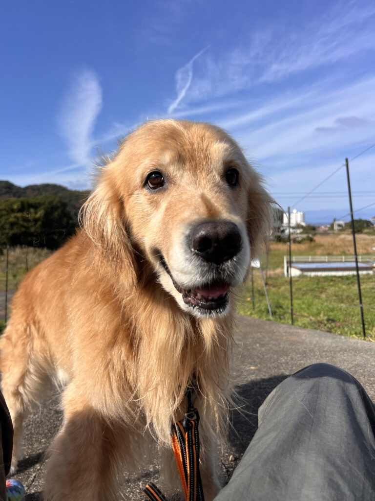 ゴールデンリトリーバー 雷 ライ 伊豆市八木沢