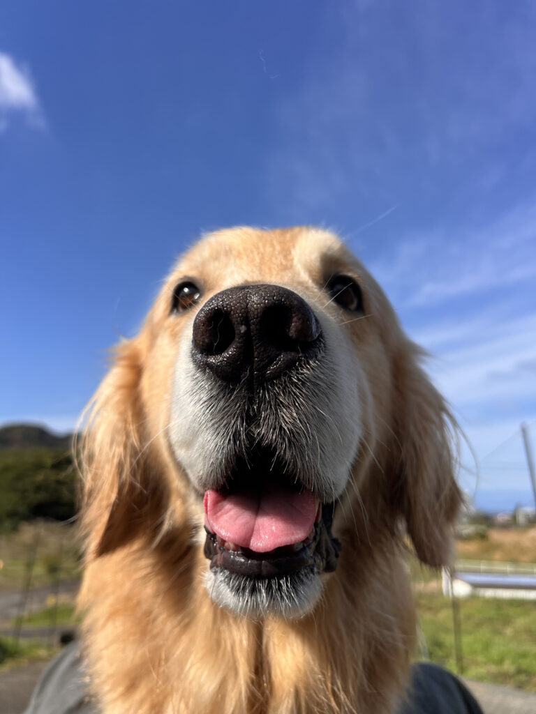 ゴールデンリトリーバー 雷 ライ 伊豆市八木沢