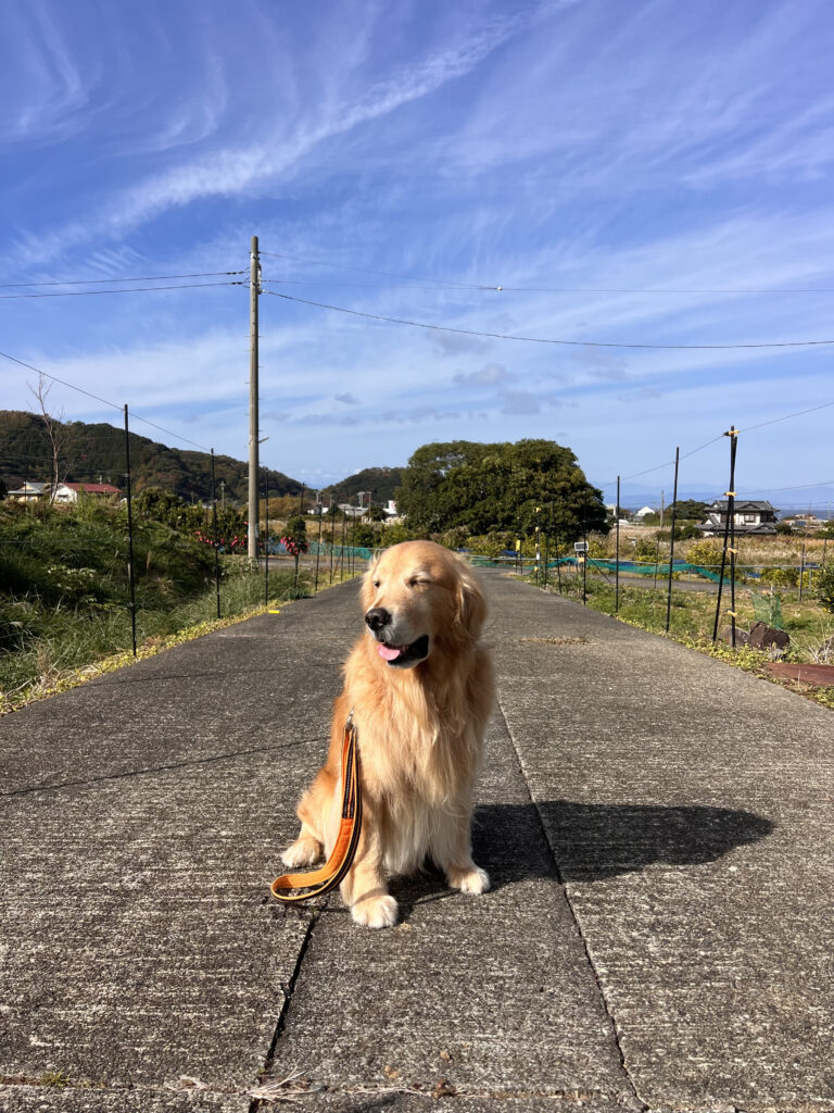 ゴールデンリトリーバー 雷 ライ 伊豆市八木沢