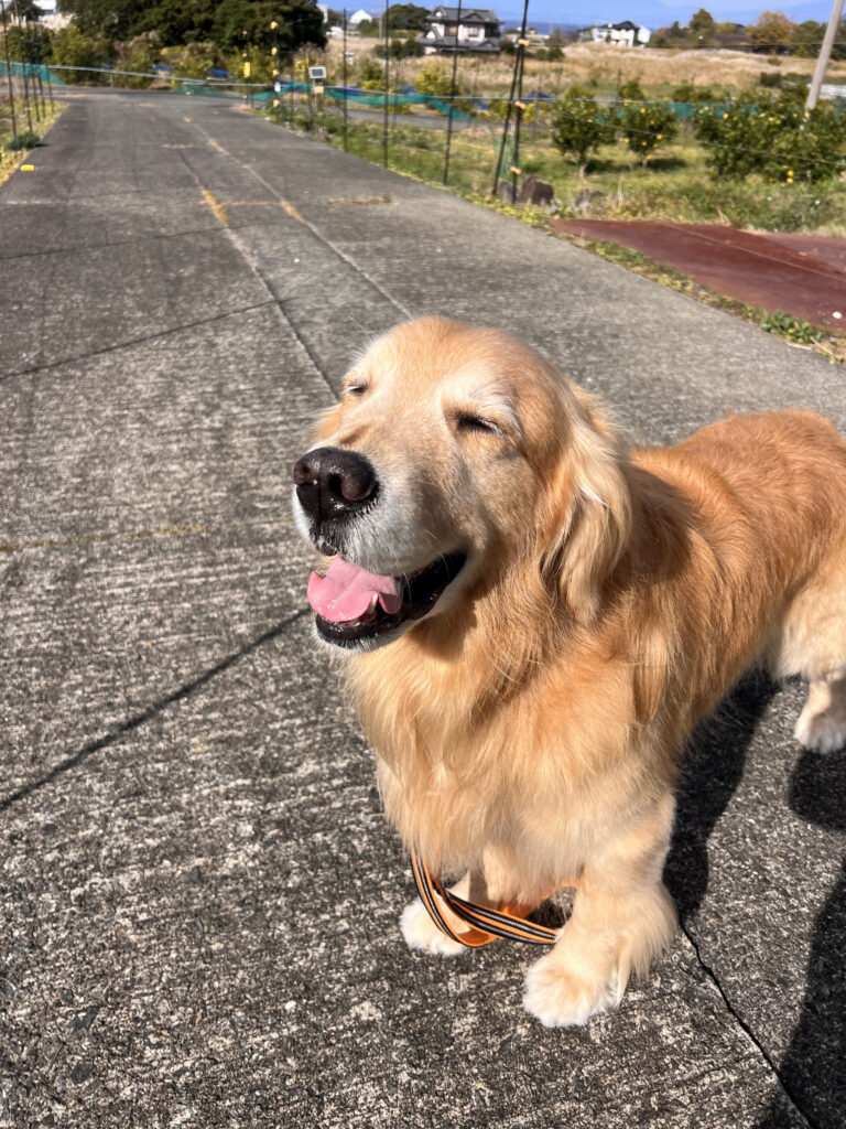 ゴールデンリトリーバー 雷 ライ 伊豆市八木沢