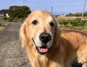 ゴールデンレトリーバー　雷　伊豆市八木沢
