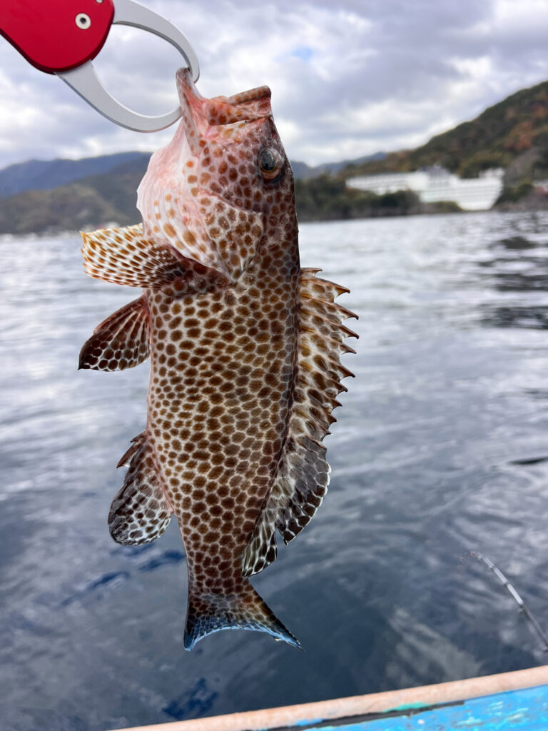 駿河湾タイラバ オオモンハタ
