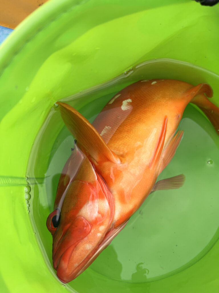 駿河湾 西伊豆八木沢 アカハタ