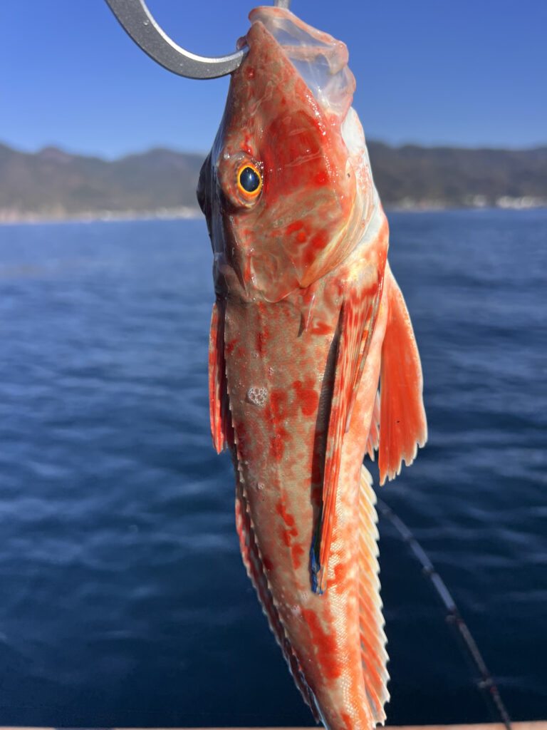 駿河湾タイラバ ホウボウ