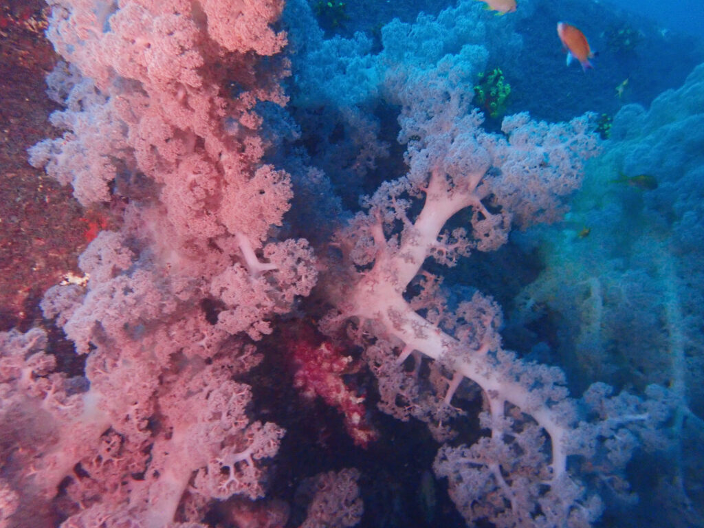 土肥ダイビング　通り崎沈船　アドバンスコース