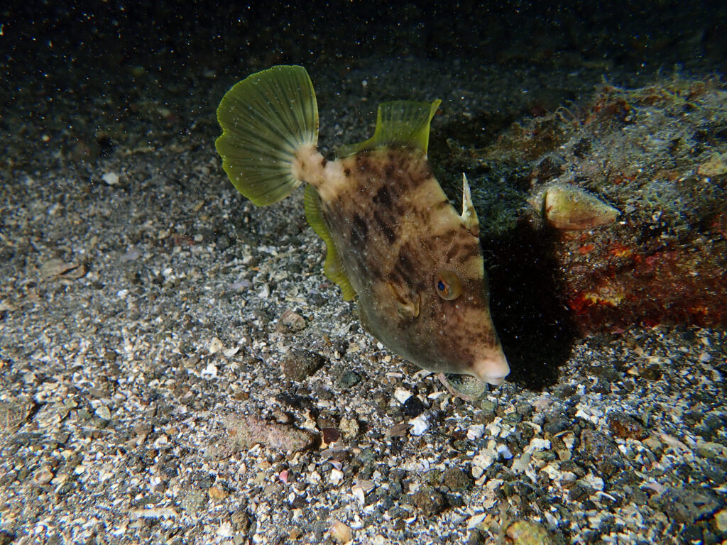 土肥ダイビング　通り崎　ナイトダイブ　アドバンスコース