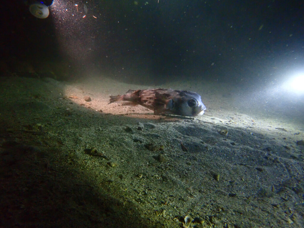 土肥ダイビング　通り崎　ナイトダイブ　アドバンスコース