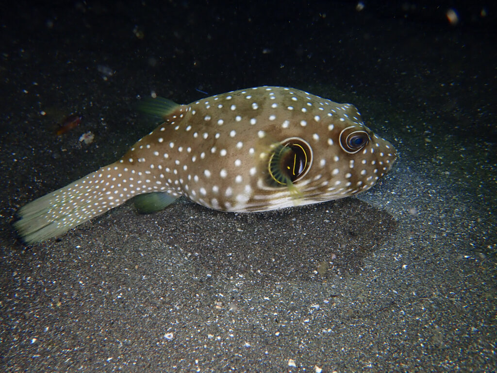 土肥ダイビング　通り崎　ナイトダイブ　アドバンスコース