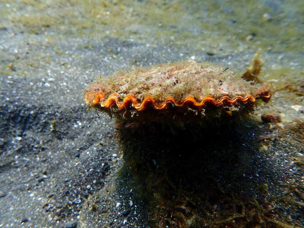 土肥ダイビング　通り崎ビーチ　ヒオウギガイ