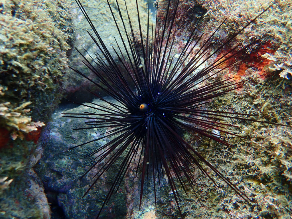 土肥ダイビング　通り崎ビーチ ガンガゼ