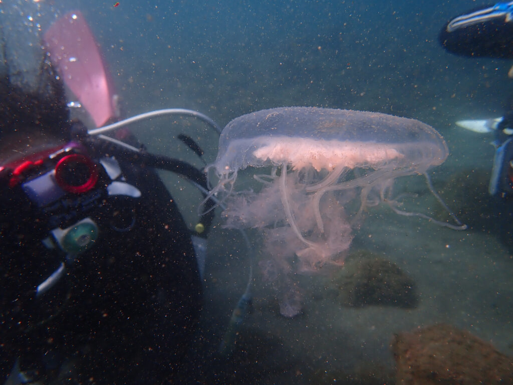 土肥ダイビング　通り崎ビーチ ミズクラゲ
