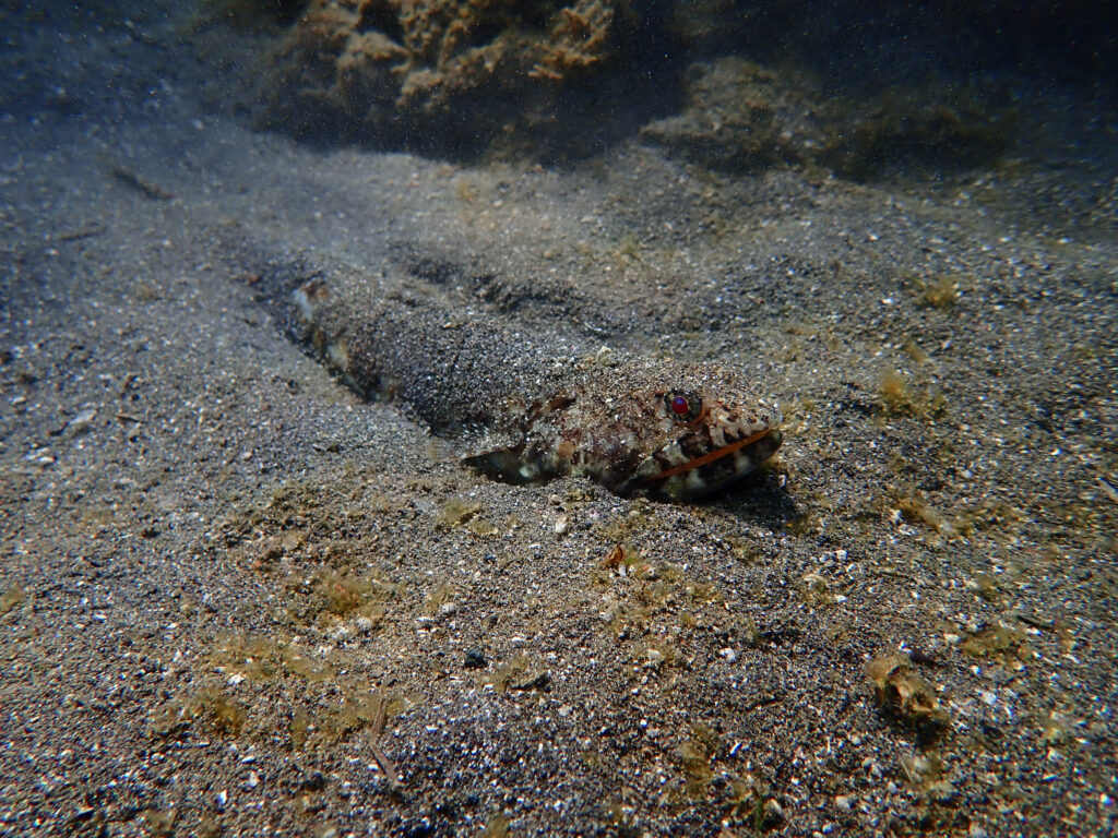 土肥ダイビング　通り崎ビーチ　オキエソ