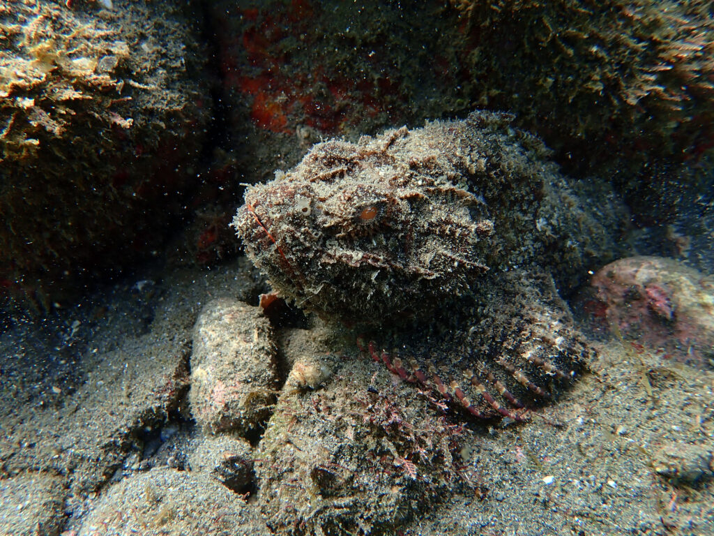土肥ダイビング　通り崎ビーチ　サツマカサゴ