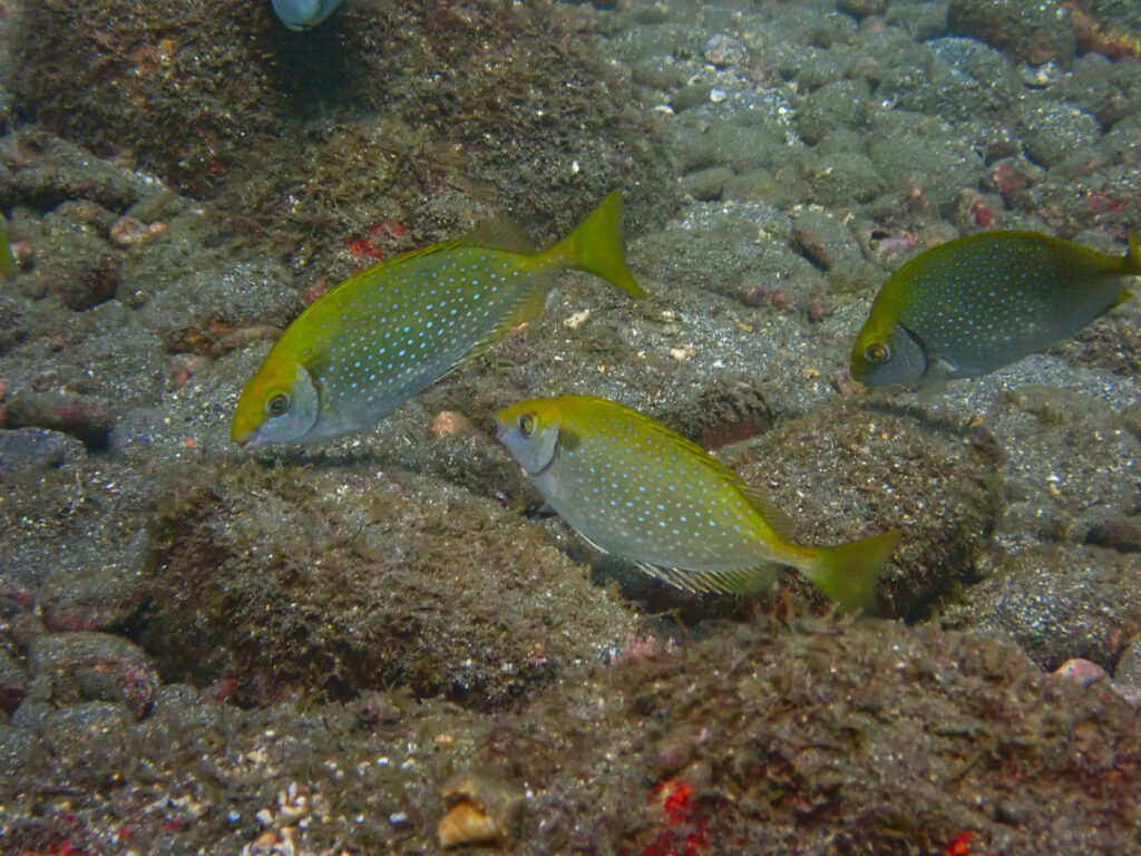 土肥ダイビング　通り崎ビーチ　アイゴ
