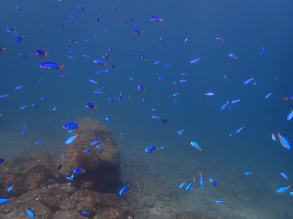 土肥ダイビング　通り崎ビーチ　ソラスズメダイ