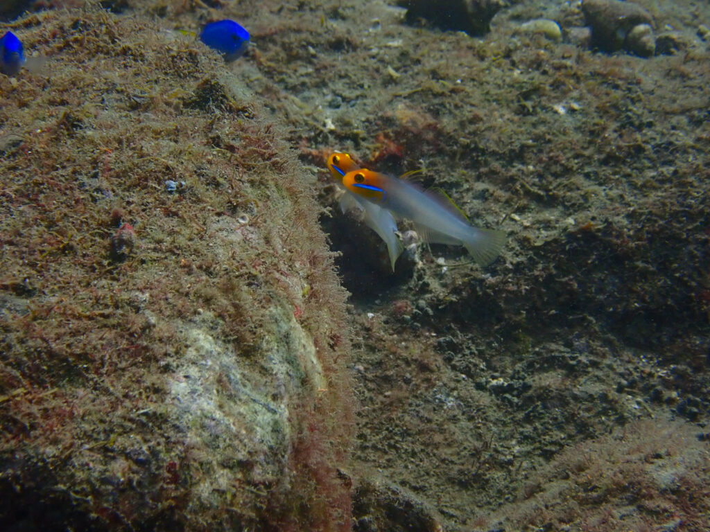 土肥ダイビング　通り崎ビーチ　アカハチハゼ