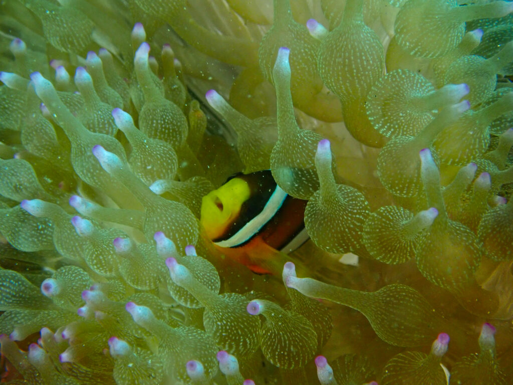 土肥ダイビング　通り崎ビーチ　クマノミ