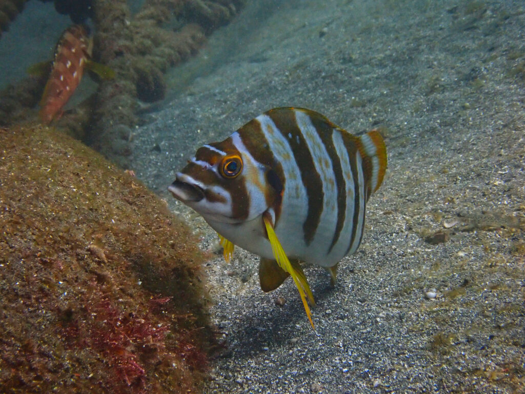 土肥ダイビング　通り崎ビーチ　タカノハダイ