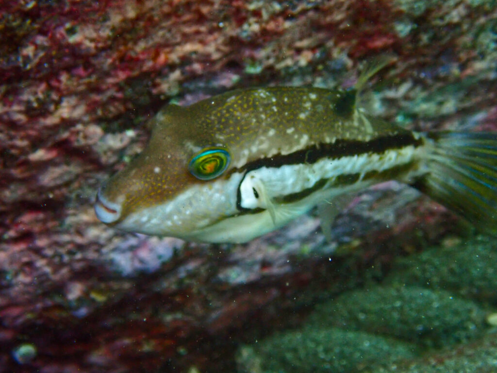 土肥ダイビング　通り崎ビーチ　キタマクラ