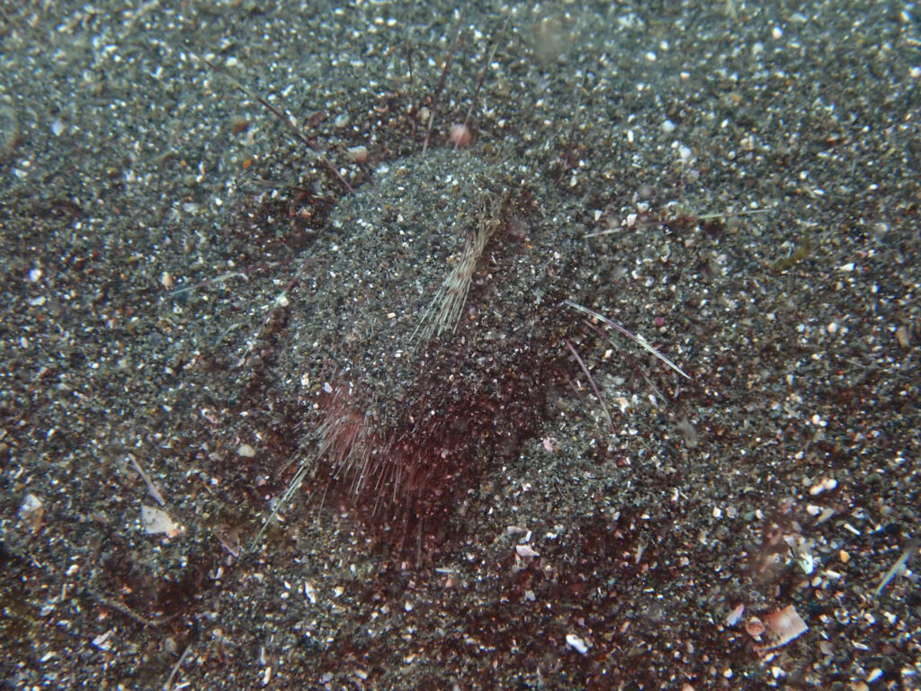 土肥ダイビング　通り崎ビーチ　ヒラタブンブク