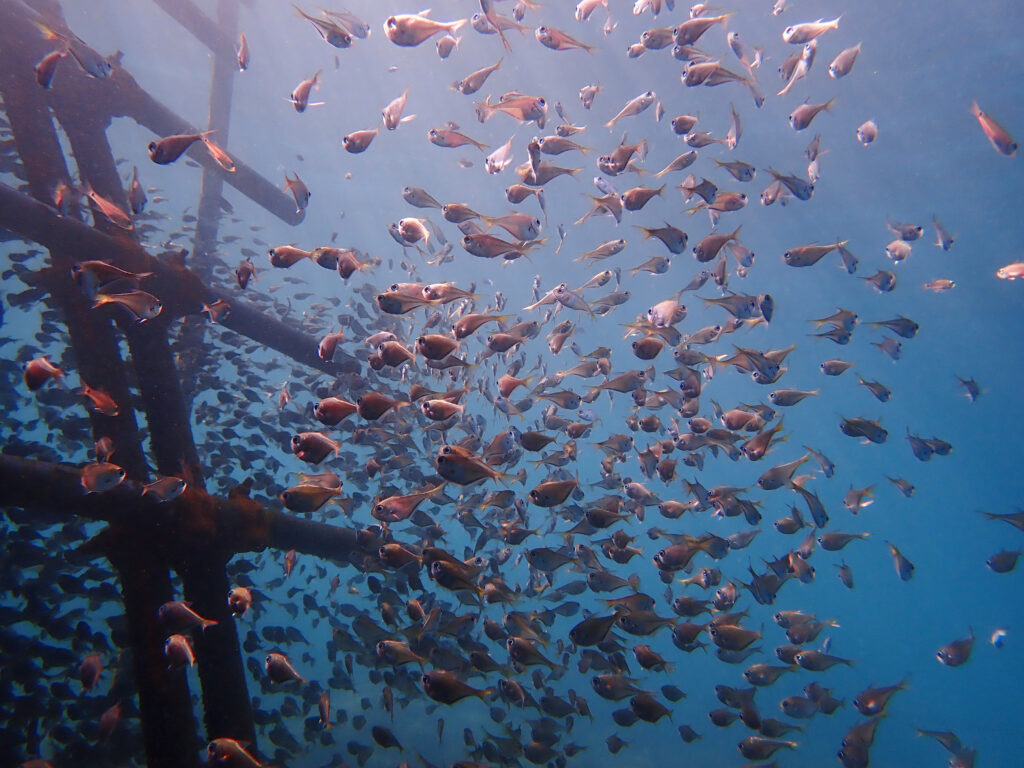 土肥ダイビング　通り崎ビーチ　ツマグロハタンポ