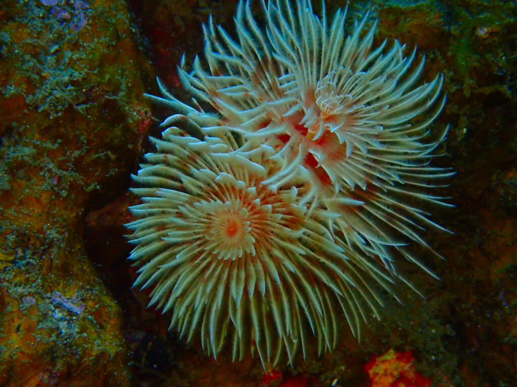 土肥ダイビング　通り崎ビーチ　ケヤリ