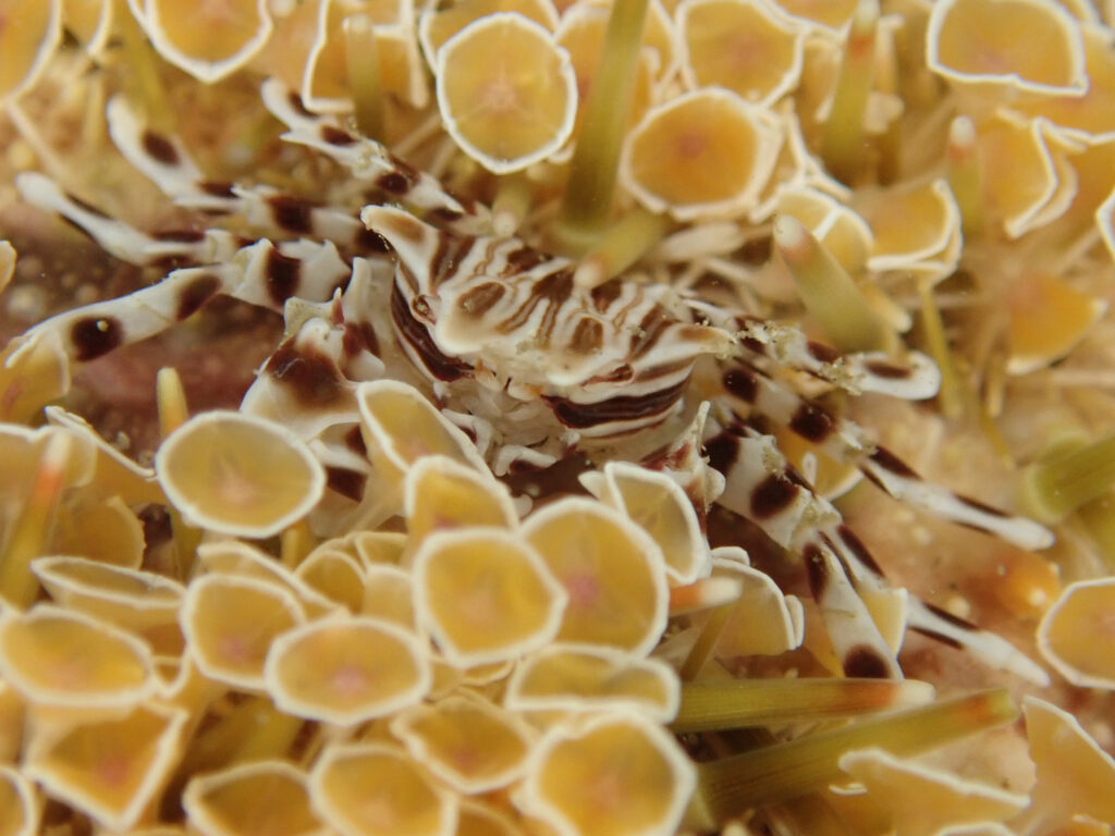 土肥ダイビング　通り崎ビーチ　ゼブラガニ