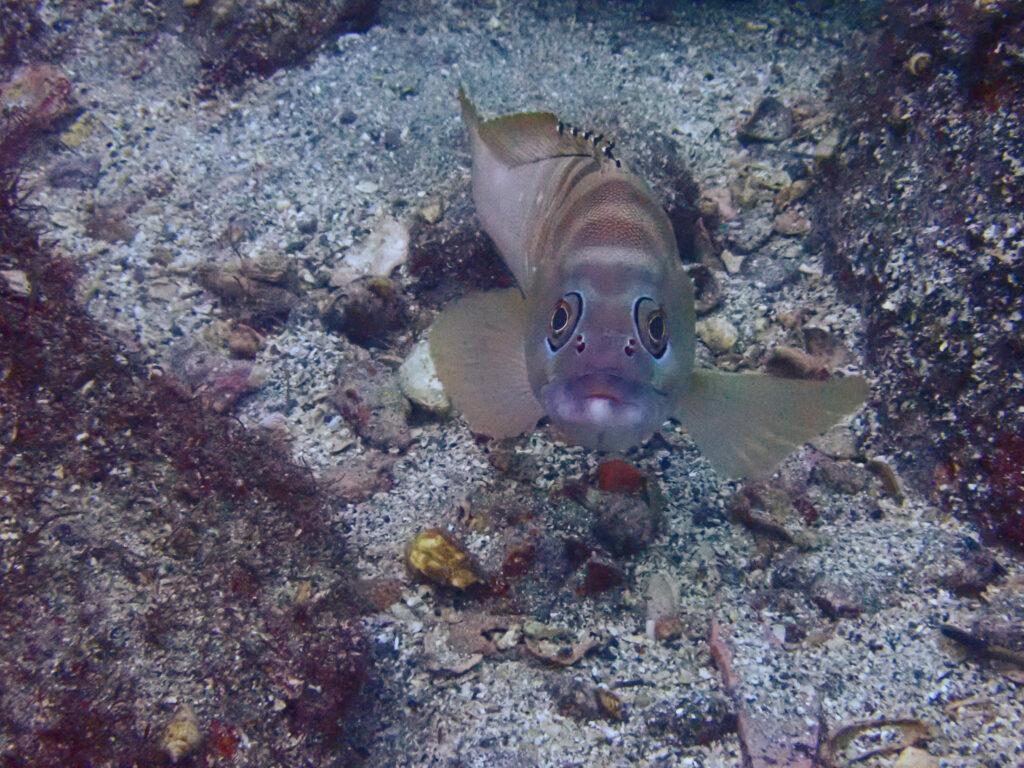 土肥ダイビング　通り崎ビーチ　アカハタ