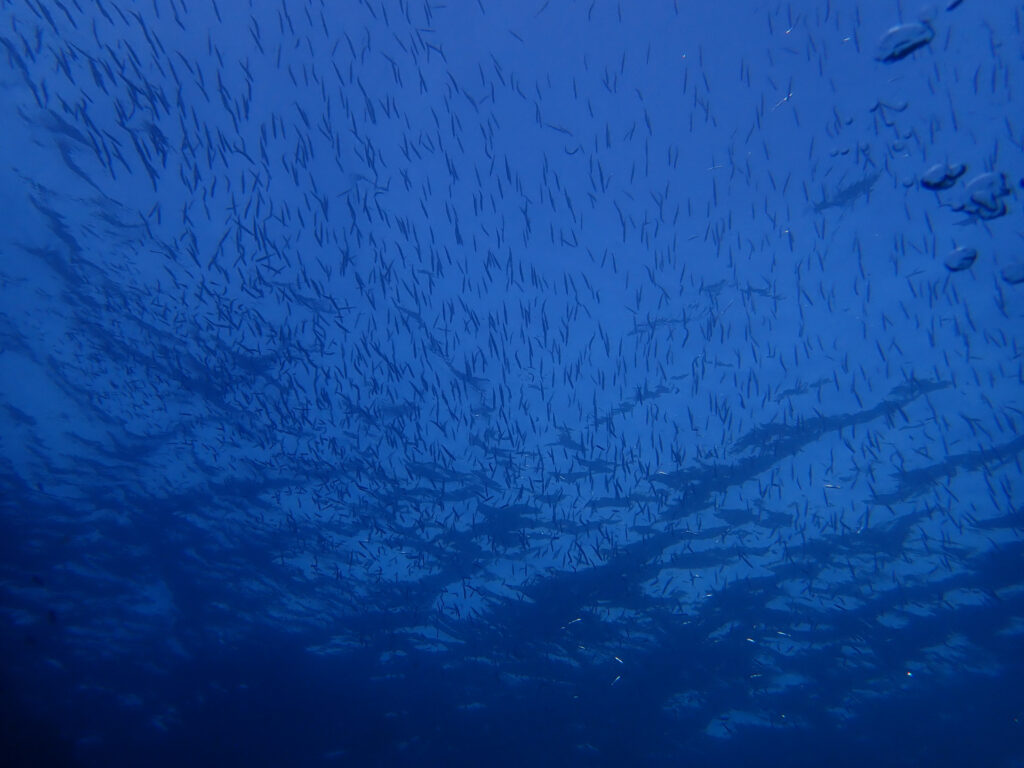 土肥ダイビング　通り崎ビーチ　キビナゴ