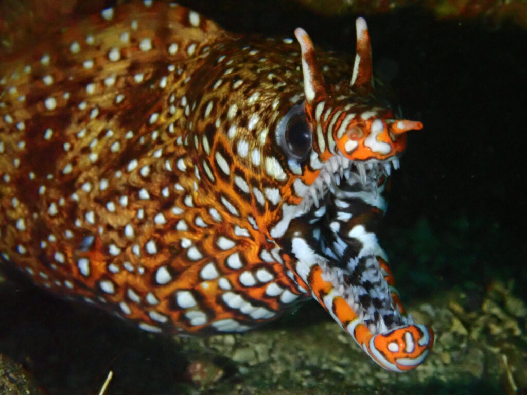 土肥ダイビング　通り崎ビーチ