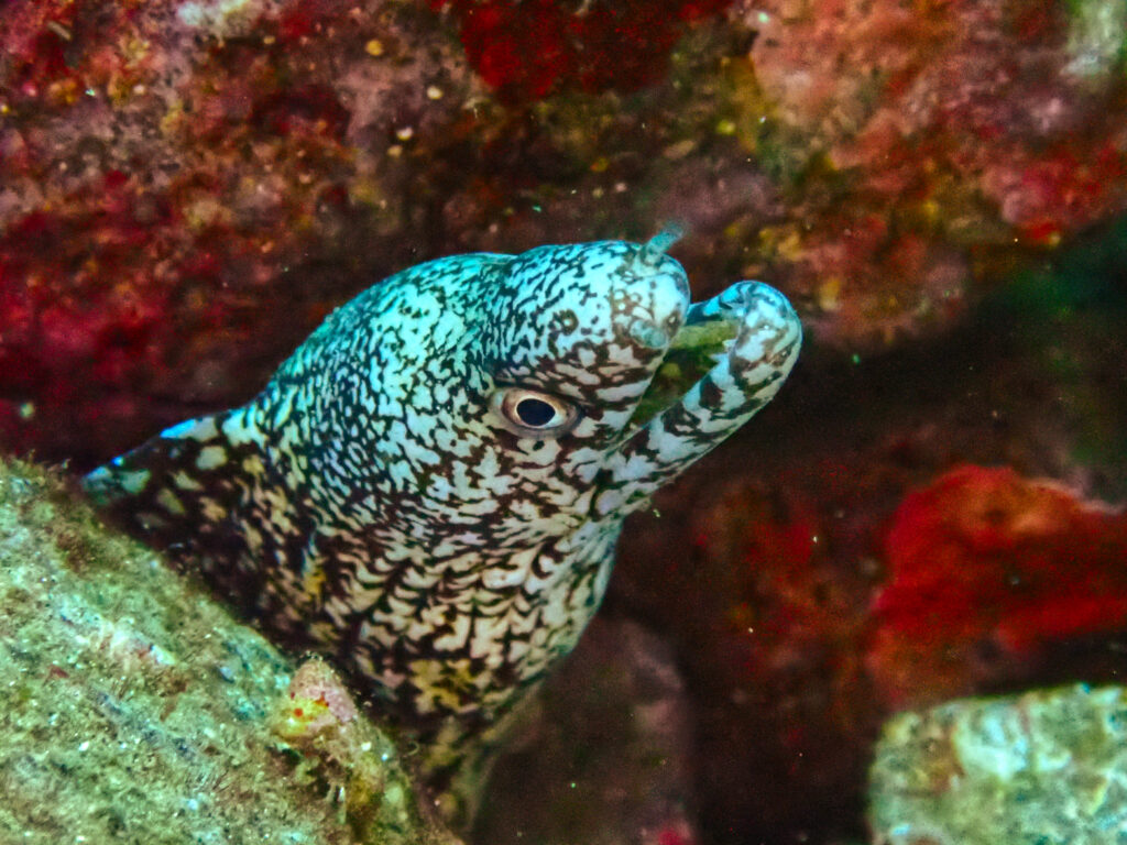 土肥ダイビング　通り崎ビーチ　ウツボ