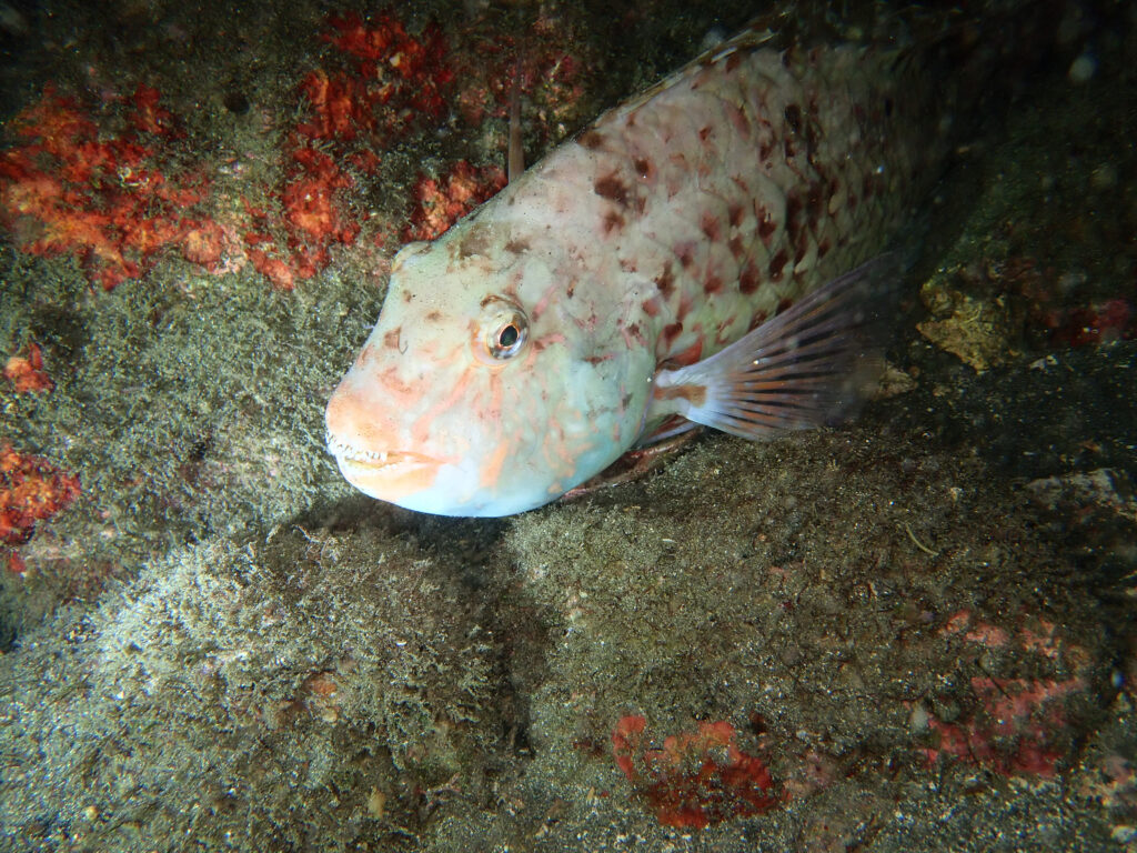 土肥ダイビング 通り崎ビーチ 専修大学スキンダイビングクラブCORAL