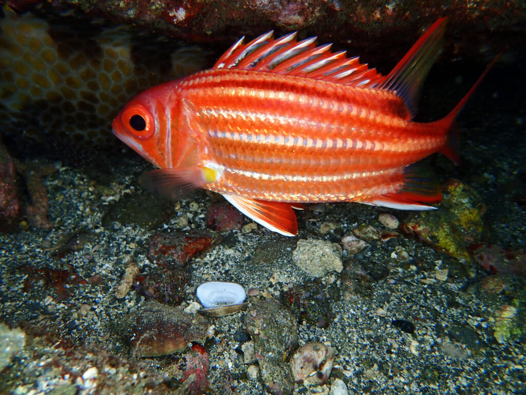 土肥ダイビング 通り崎ビーチ 専修大学スキンダイビングクラブCORAL