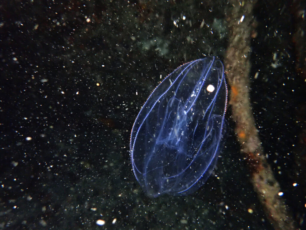 土肥ダイビング 通り崎ビーチ 専修大学スキンダイビングクラブCORAL