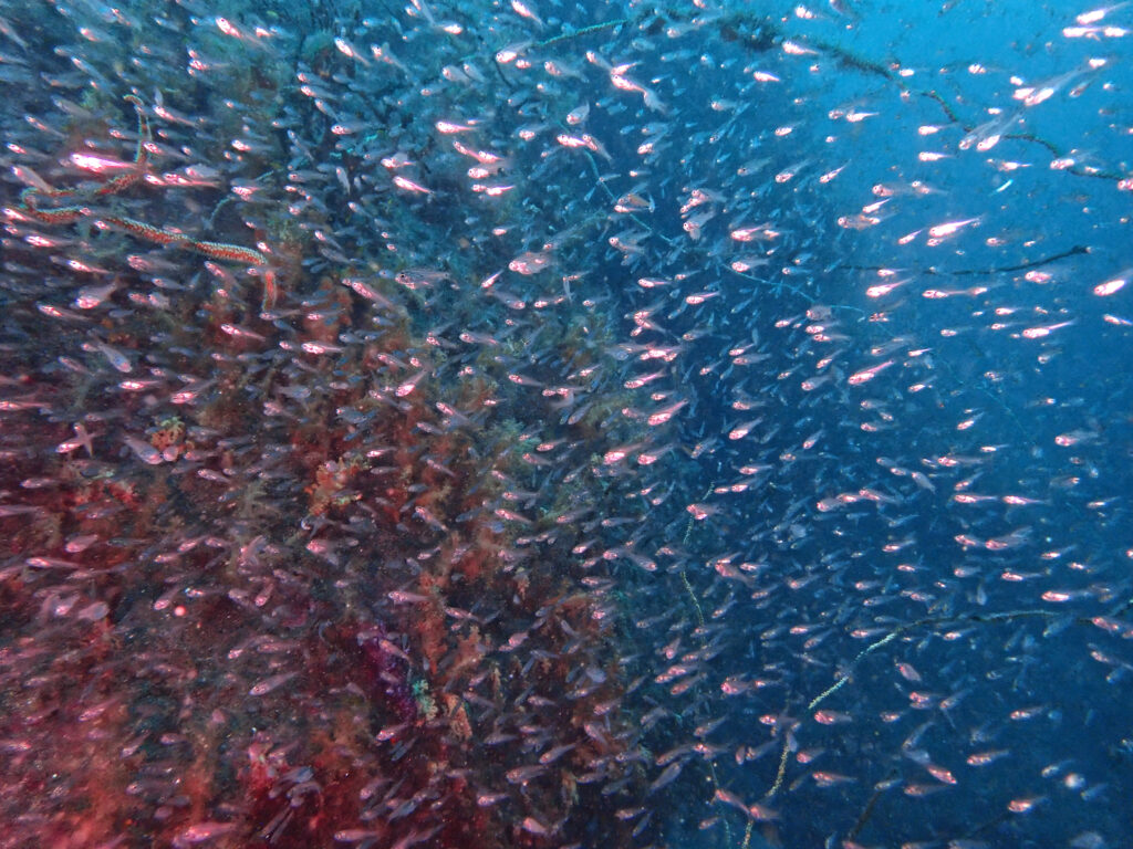 土肥ダイビング　通り崎お花畑