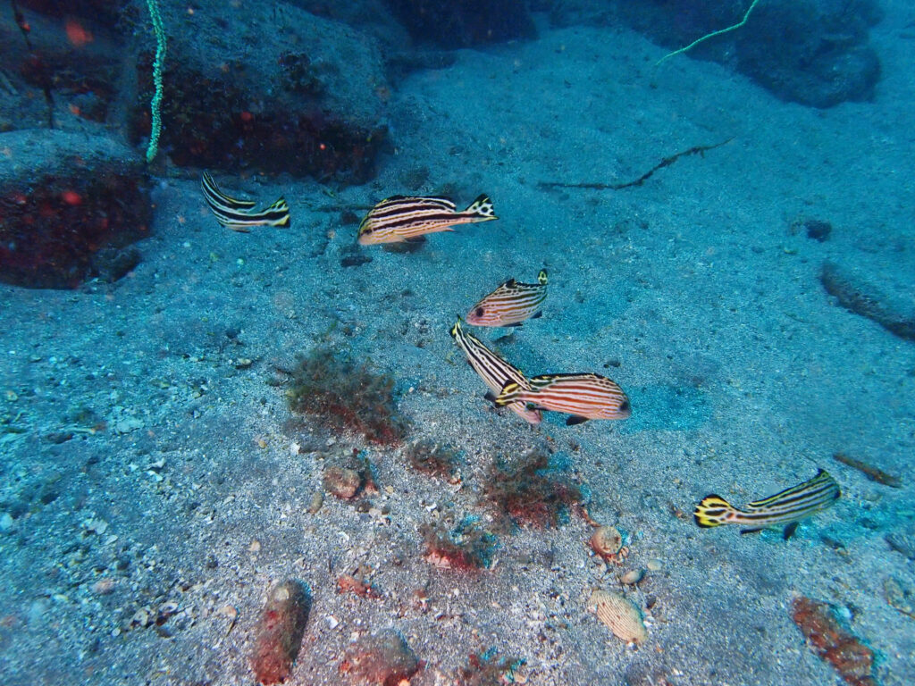 土肥ダイビング　通り崎沈船