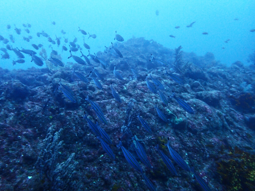 田子ダイビング　フトネ