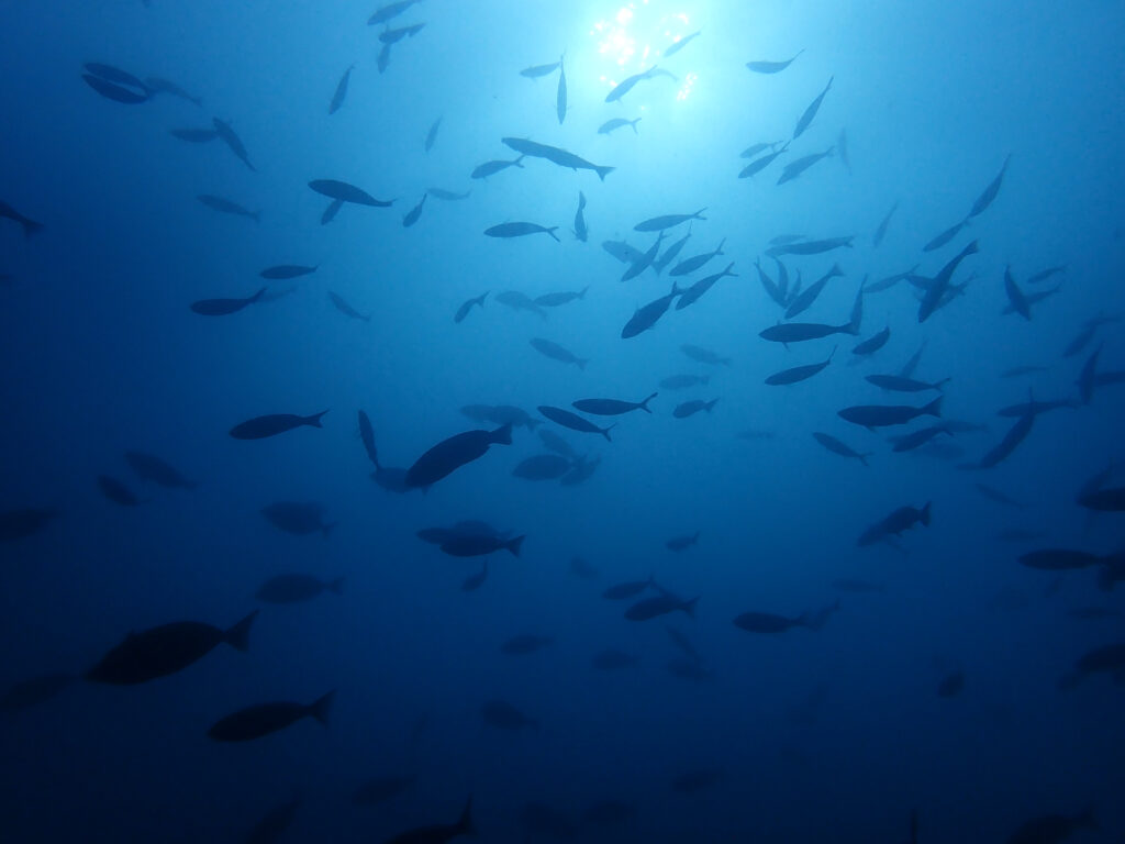 田子ダイビング　フトネ